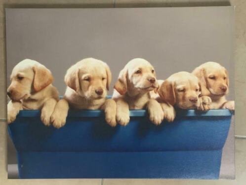 Posterframe voor puppy's, Rechthoekig Liggend, Ophalen of Verzenden, Zo goed als nieuw, A1 t/m A3