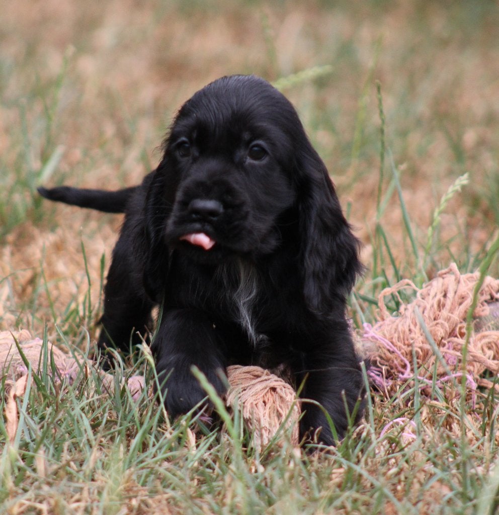Engelse Cocker pup, Dieren en Toebehoren, Honden | Retrievers, Spaniëls en Waterhonden, België, Reu, CDV (hondenziekte), 8 tot 15 weken