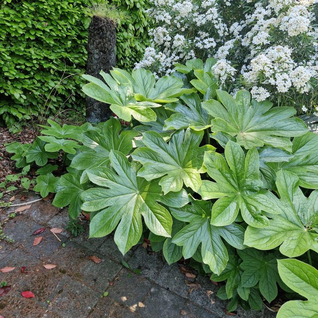 Chinees Voetblad (Podophyllum pleianthum), Tuin en Terras, Planten | Tuinplanten, Vaste plant, Bloeit niet, Halfschaduw, Ophalen