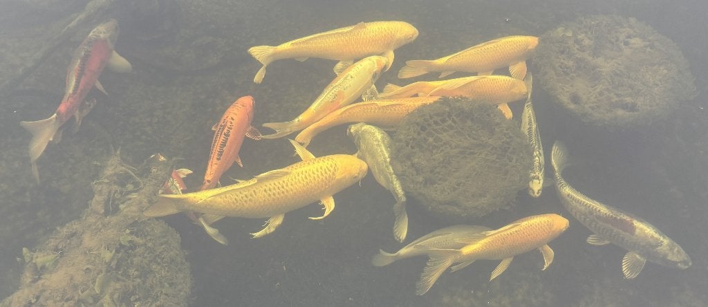 Koi vissen te koop, Karper of Koi