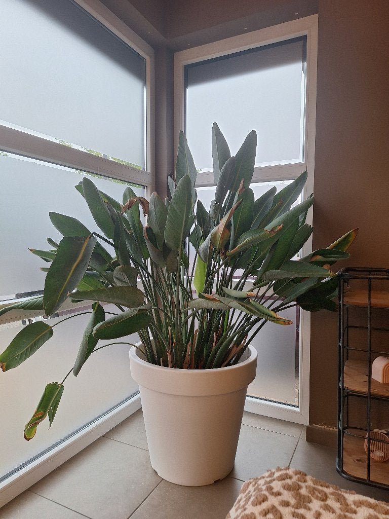 Papegaaienplant, Ophalen, Overige soorten, In pot