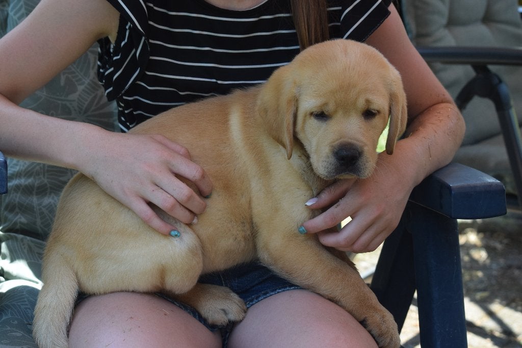 Labrador pups, crèmekleurig, nog 1 reutje, Dieren en Toebehoren, Honden | Retrievers, Spaniëls en Waterhonden, Parvo, België, Reu
