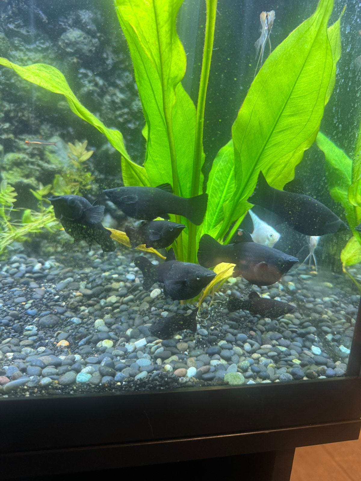 Zwangere vrouwelijke black mollys te ruil