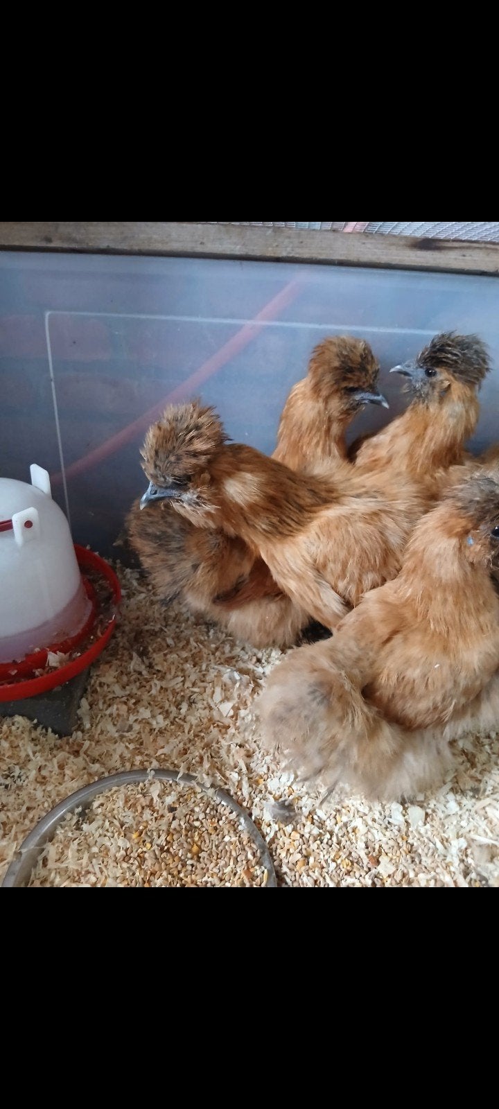 zijdehoender, Dieren en Toebehoren