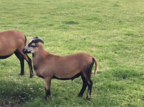 Kameroen ram, Dieren en Toebehoren