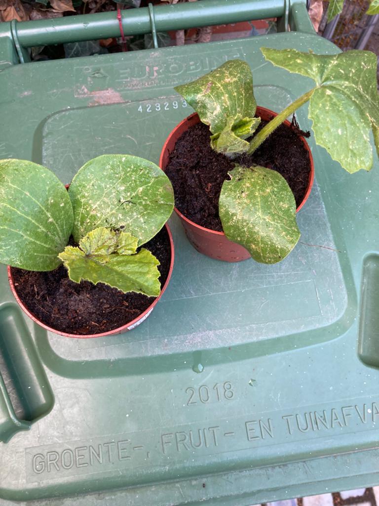 Pompoen planten, Ophalen
