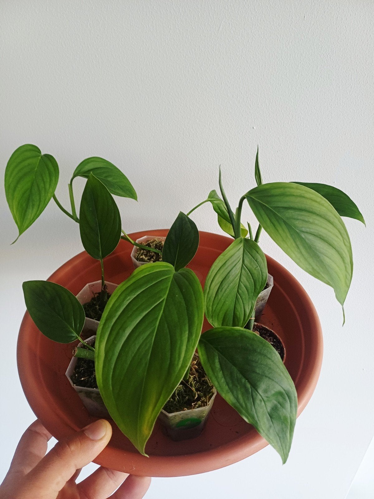 Monstera EC7 (NoID), Huis en Inrichting, Kamerplanten, Overige soorten, In pot, Minder dan 100 cm, Groene kamerplant