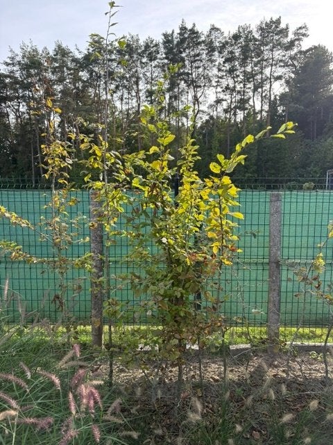 Carpinus Betulus., Jardin & Terrasse, Enlèvement, Charme, Haie, 100 à 250 cm