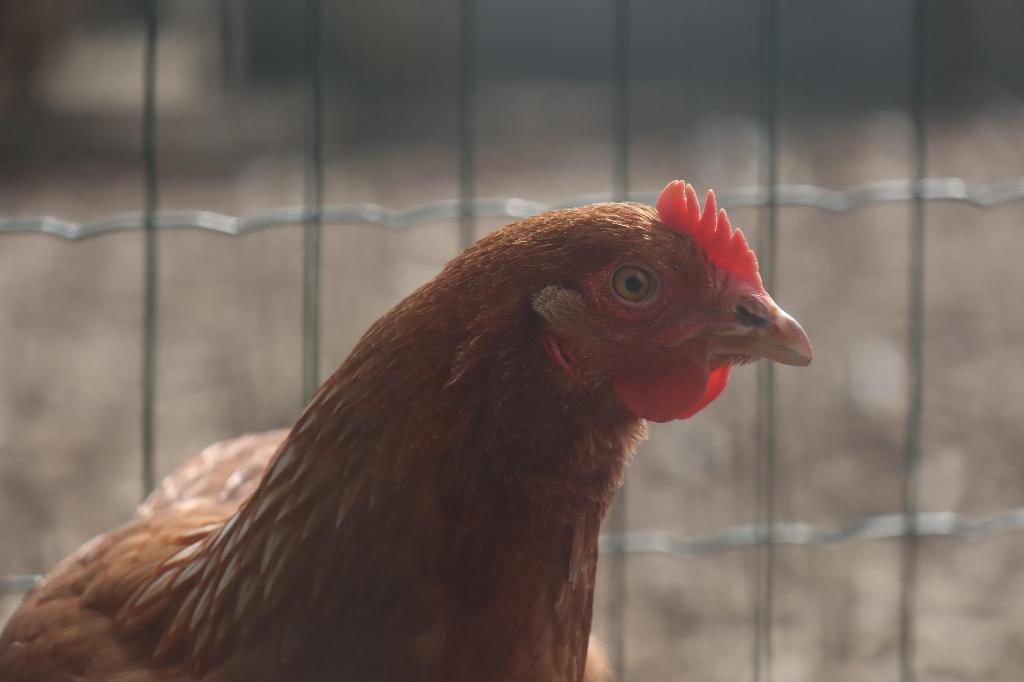 Legkippen, Meerdere dieren, Kip
