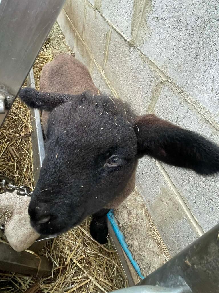 Brebis suffolk, Dieren en Toebehoren, Schapen, Geiten en Varkens, Schaap, Vrouwelijk, 0 tot 2 jaar