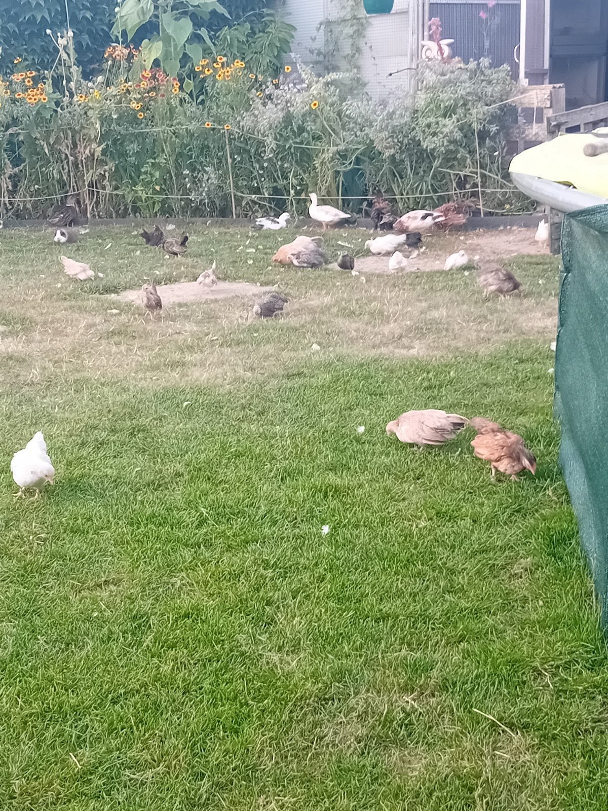 Jonge serama's te koop, Dieren en Toebehoren, Meerdere dieren, Kip