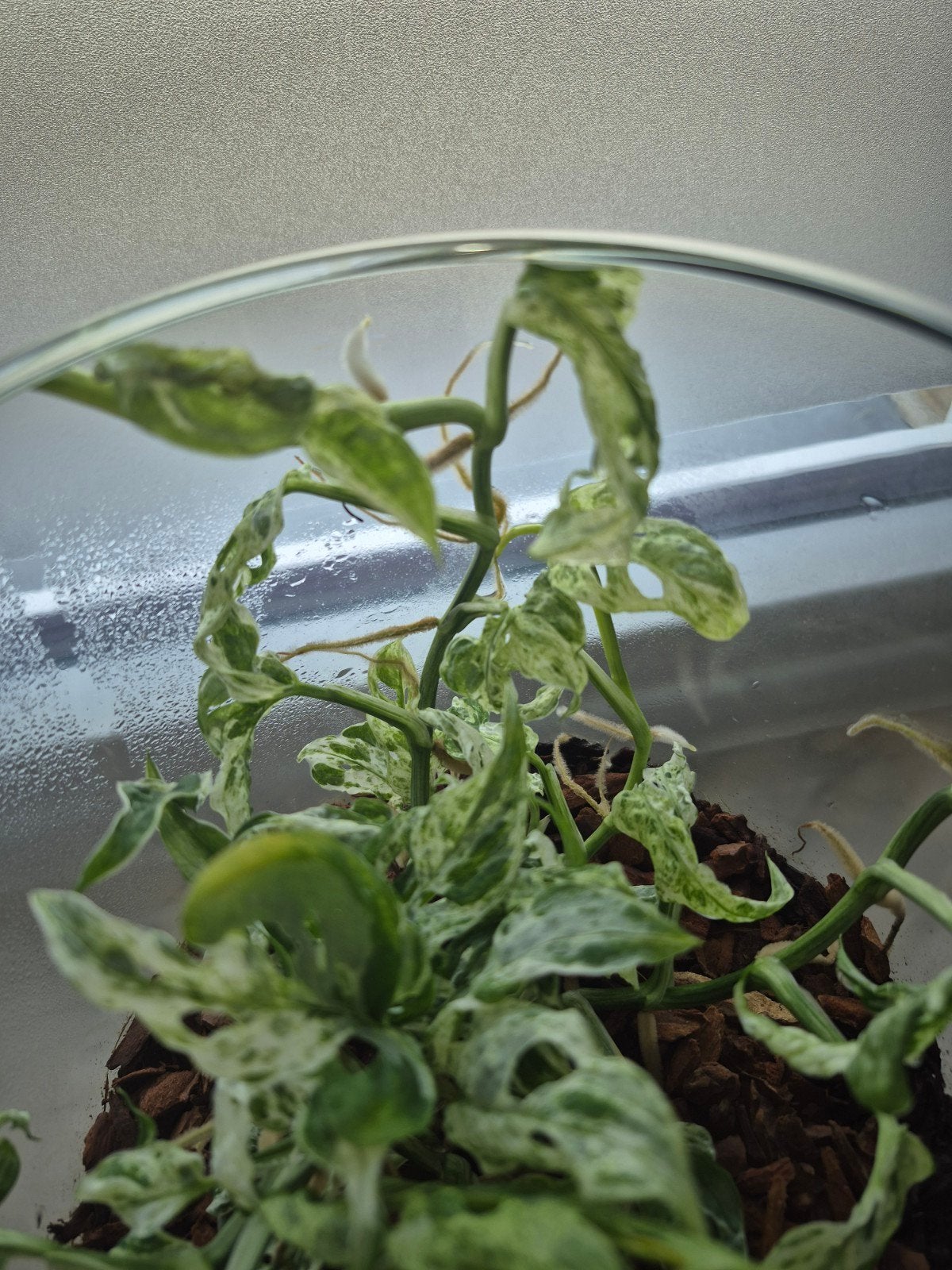Stekjes monstera frozen freckles, Huis en Inrichting, Kamerplanten, Ophalen of Verzenden