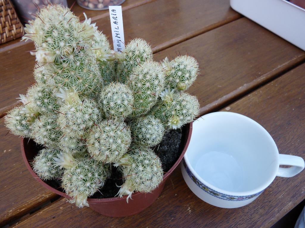 cactus, Huis en Inrichting, Kamerplanten, Ophalen, Cactus, Minder dan 100 cm, Bloeiende kamerplant
