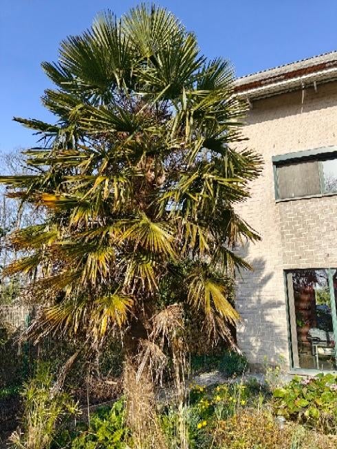 Chinese waaierpalm van ruim 3,5-4 meter hoog, Tuin en Terras, Ophalen, Overige soorten