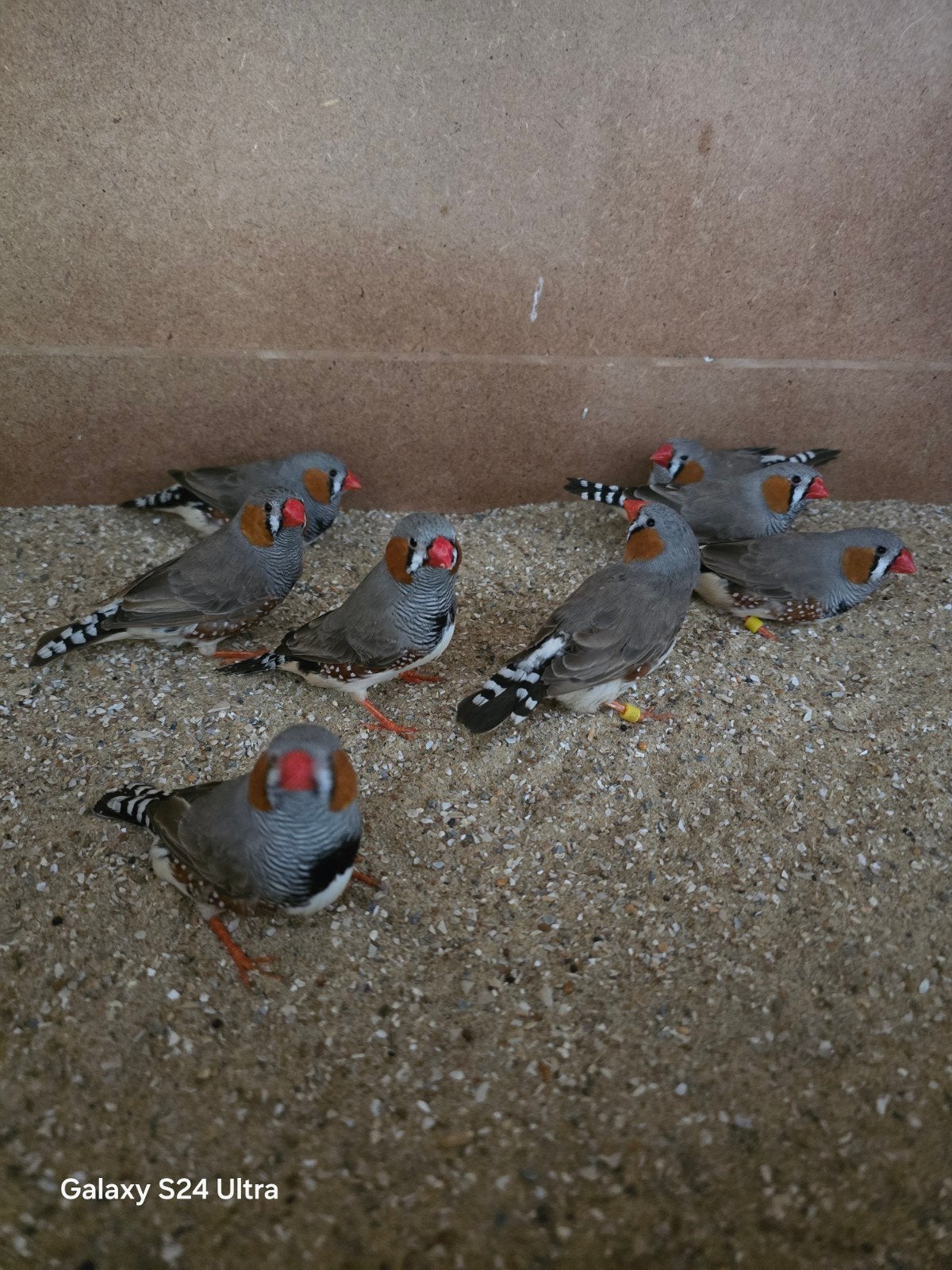 Zebravink Mannen te koop, Dieren en Toebehoren, Vogels | Overige Vogels, Mannelijk, Tropenvogel