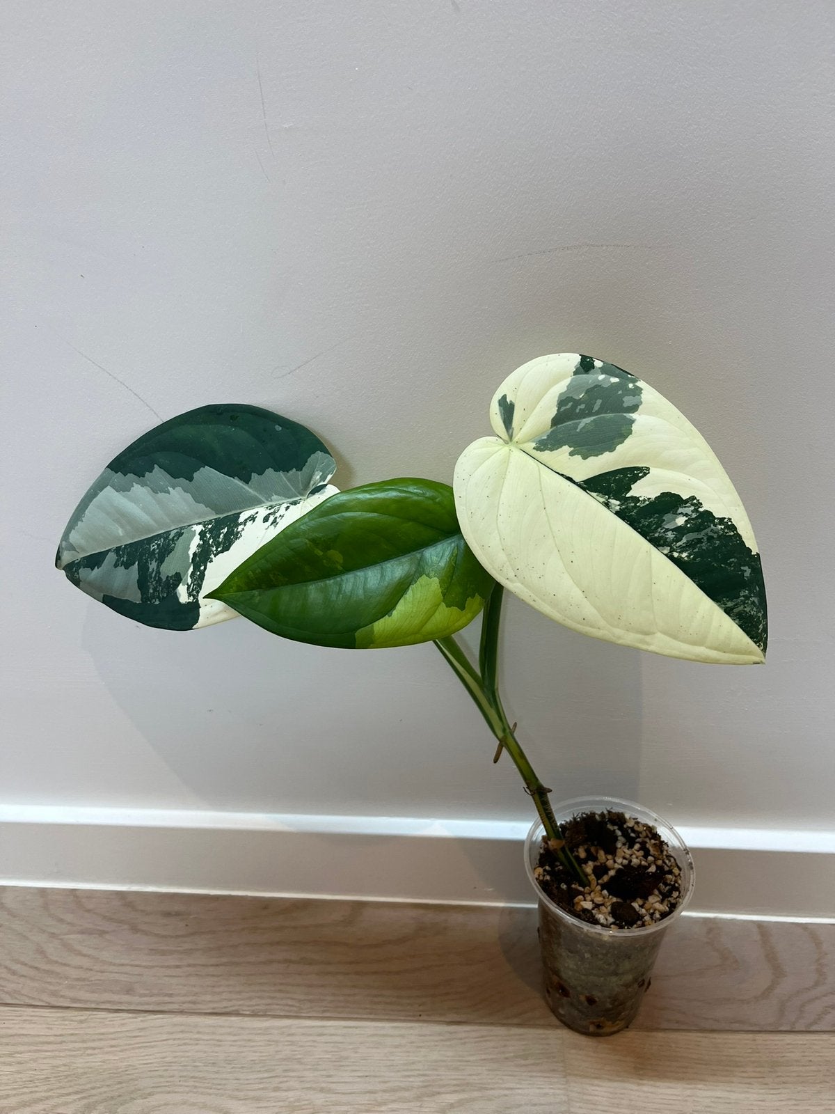 Syngonium Chiapense Variegata, Verzenden