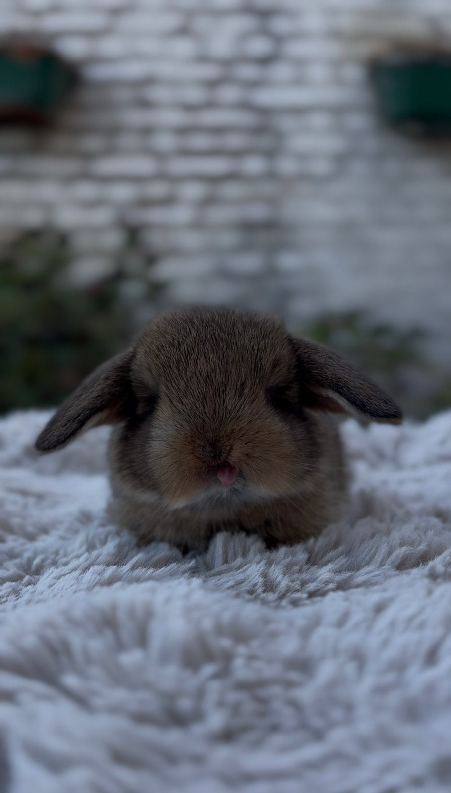 Lapin mini lop, Enlèvement