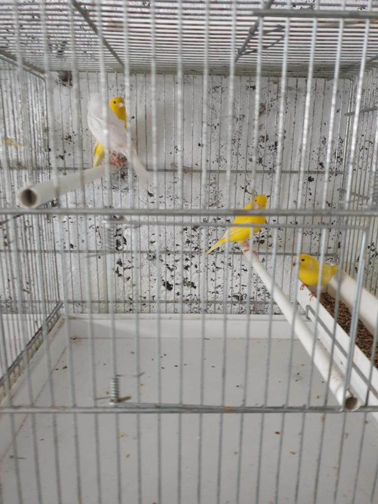 Canaris