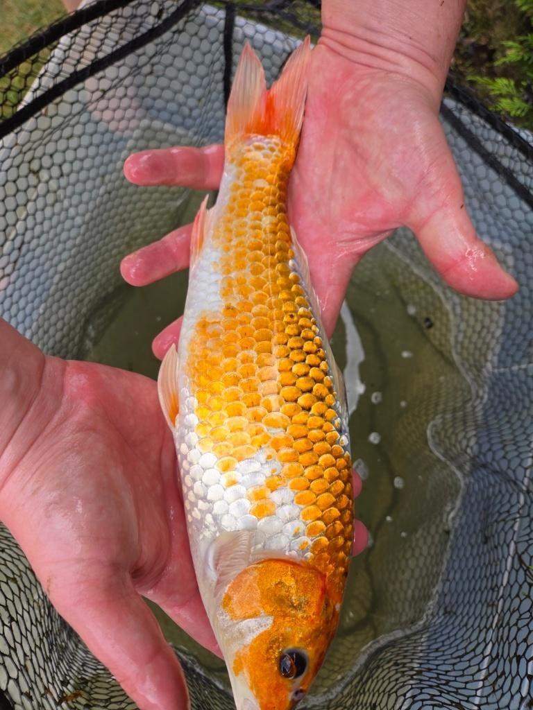 Mooie koi 33 cm - eigen kweek, Karper of Koi