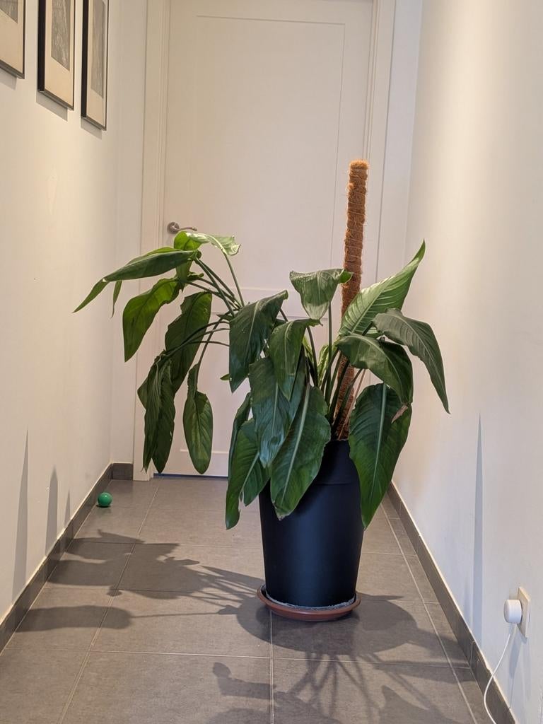 Grote strelitzia ( paradijsplant ), Ophalen