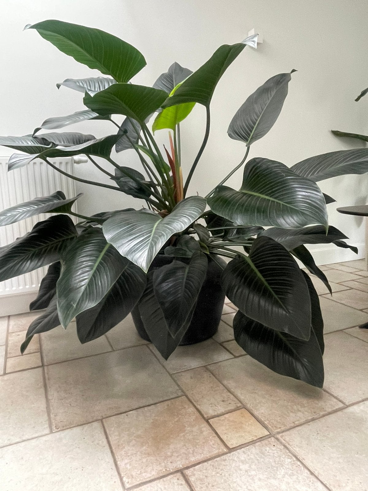 Grote exclusieve Philodendron op hydrocultuur – blikvanger, Ophalen