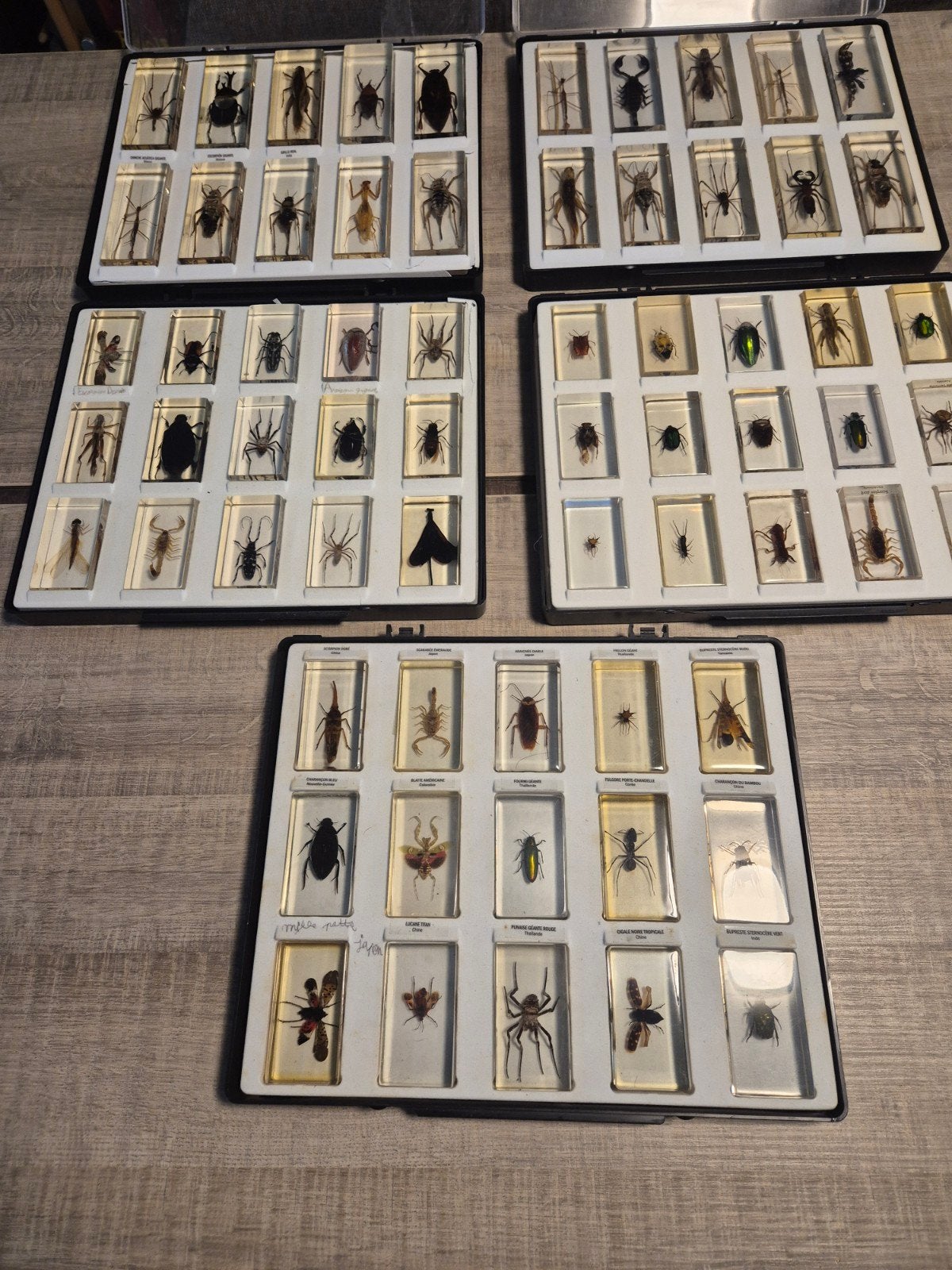 collecte d'insectes