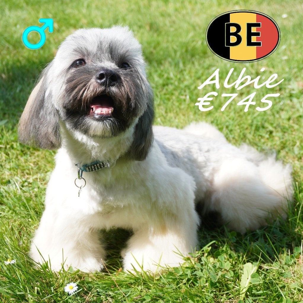 Lhasa Apso Albie, een zelfverzekerde uitstraling, Parvo, België, 15 weken tot 1 jaar, Eén hond
