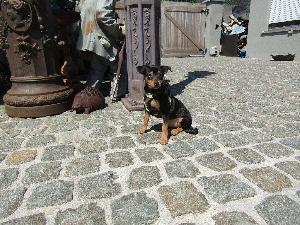 Dwergpinscher puppy reutje, 15 semaines à 1 an, Chien (mâle), Hépatite contagieuse (maladie de Rubarth), Autres races