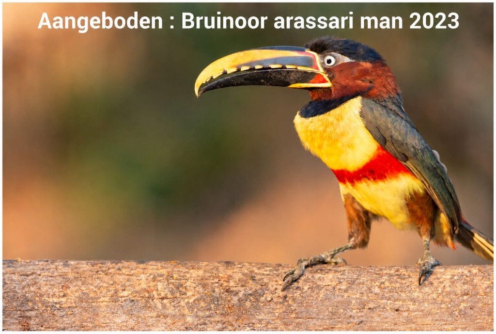 Bruinoor arassaris, Dieren en Toebehoren, Mannelijk, Geringd
