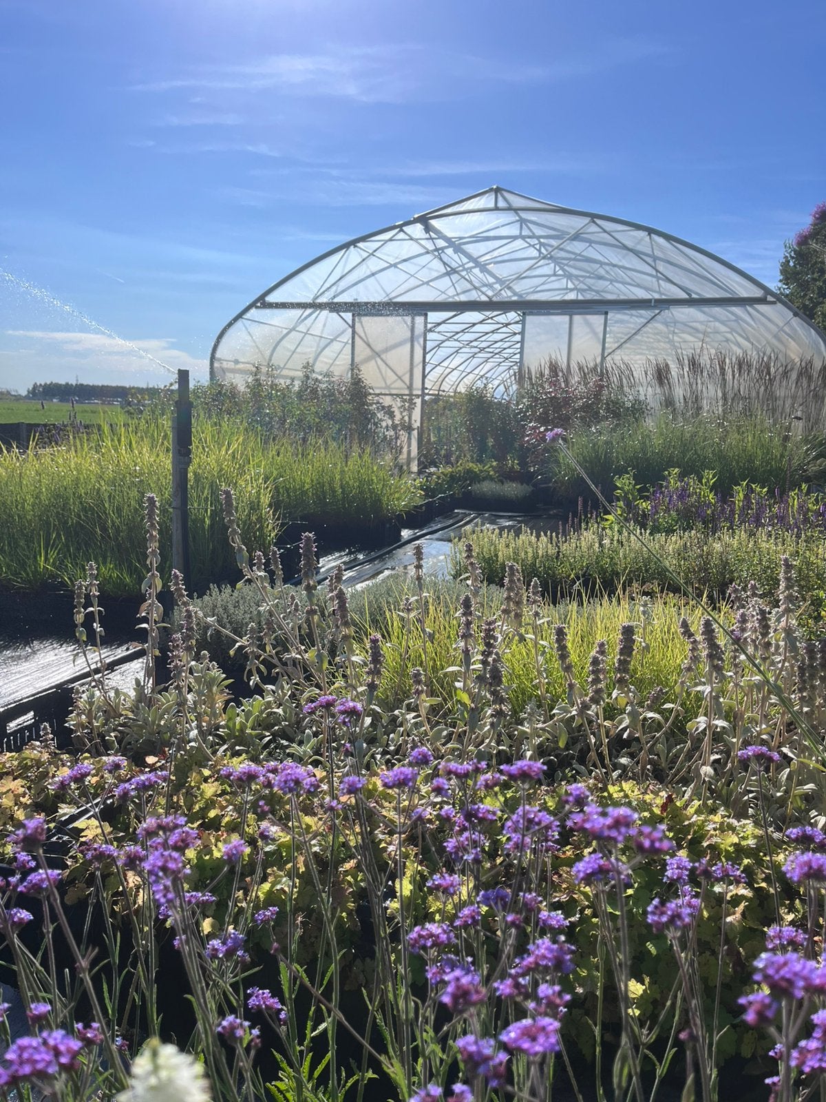 Large gamme de plantes de jardin/Livraison gratuite BE 500€, Jardin & Terrasse, Plantes | Jardin, Plante fixe, Enlèvement ou Envoi
