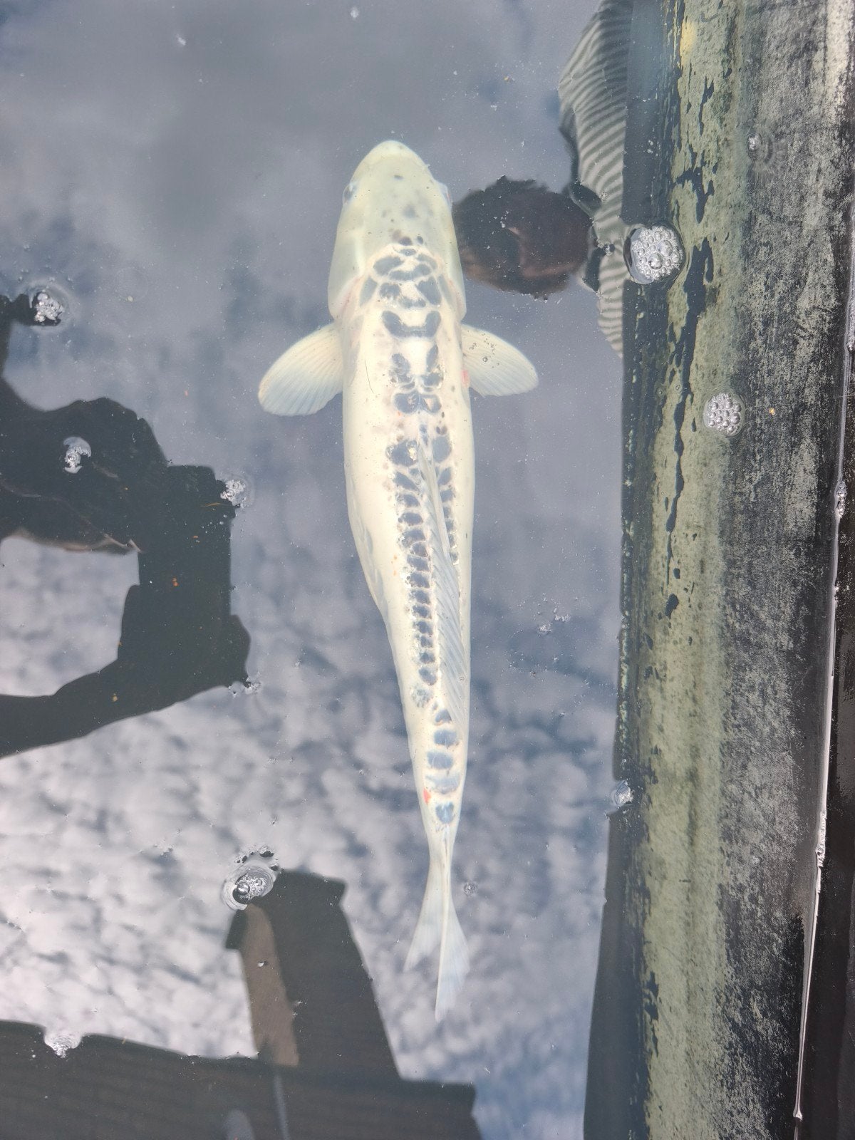 Koi karpers +/-45 cm, Dieren en Toebehoren, Karper of Koi