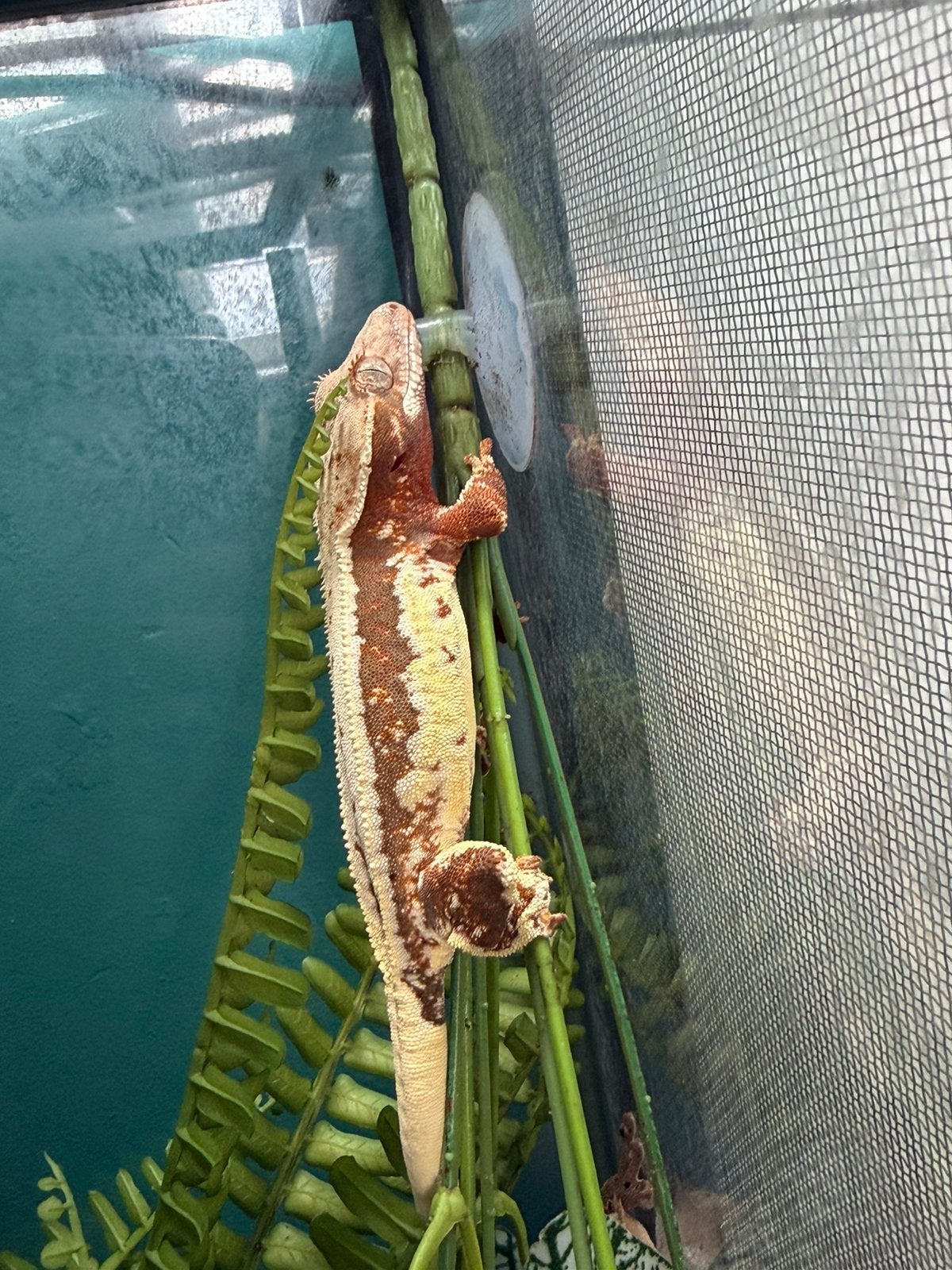 Red lilly white wimpergekko, Dieren en Toebehoren