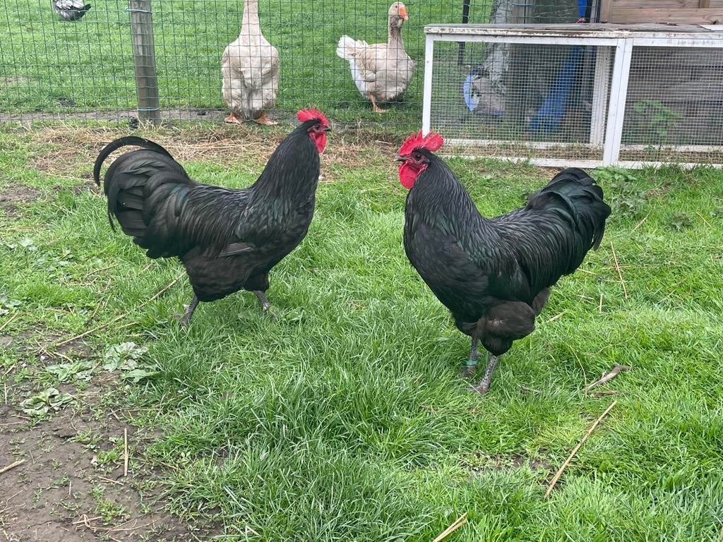 Australorp, Dieren en Toebehoren, Pluimvee