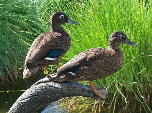 Laysan taling, Plusieurs animaux, Canard