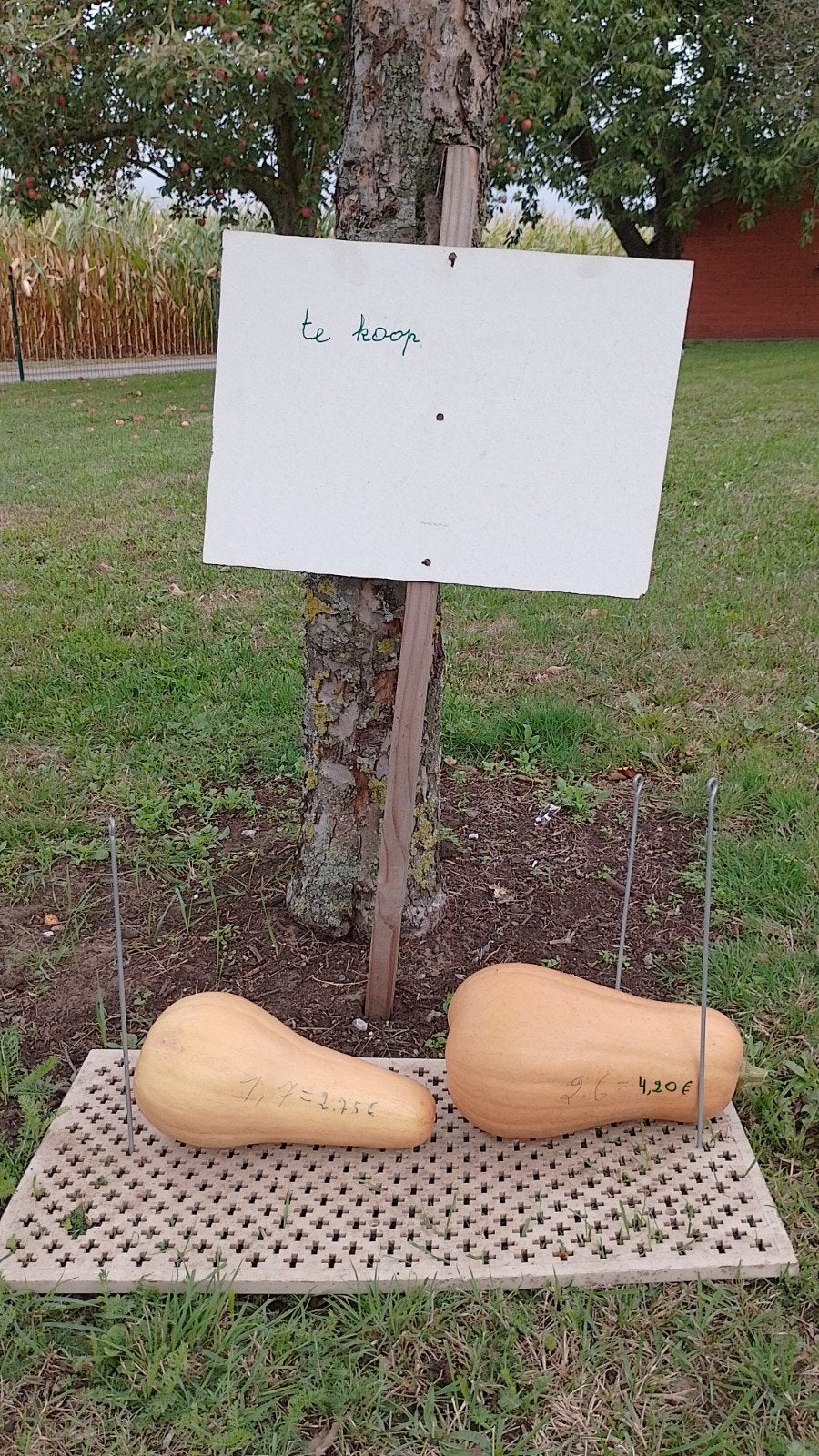Butternut te koop, Ophalen, Nieuw