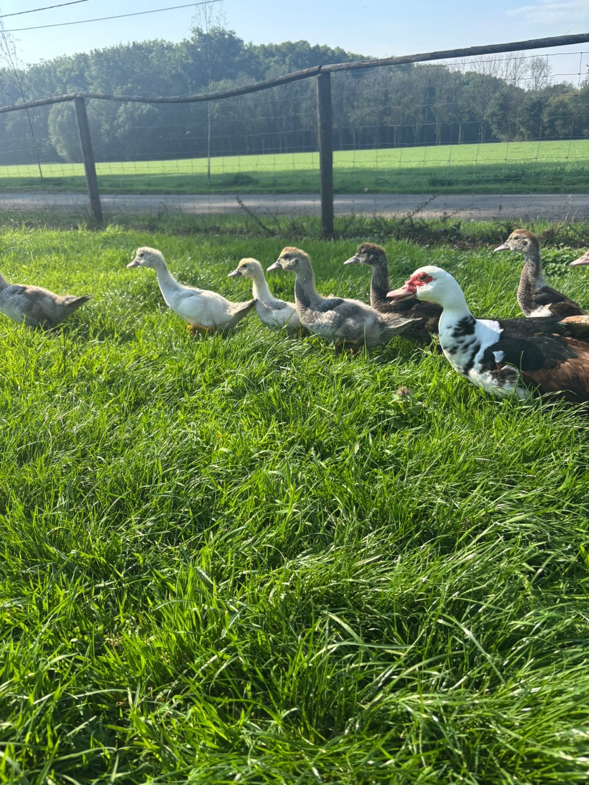 Jonge eenden te koop, Plusieurs animaux, Canard