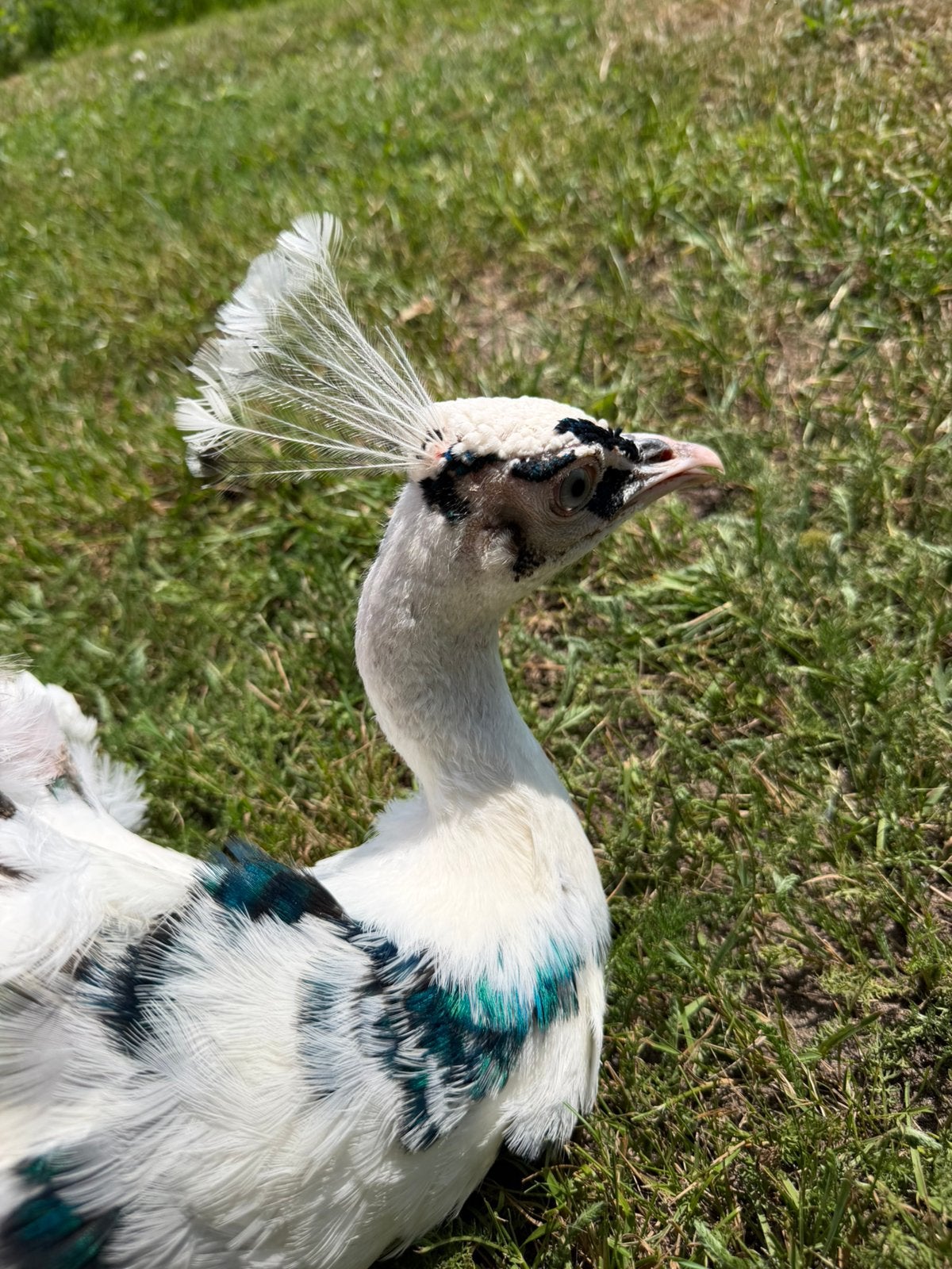 Special koppel silverpied pauwen, Plusieurs animaux, Autres espèces