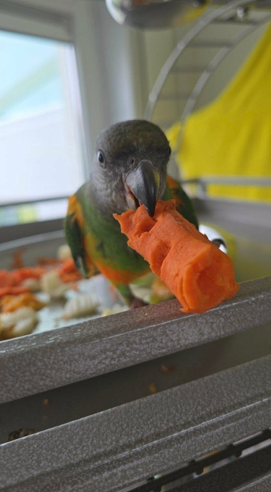 Youyou dy Sénégal, Dieren en Toebehoren, Vogels | Toebehoren, Ophalen