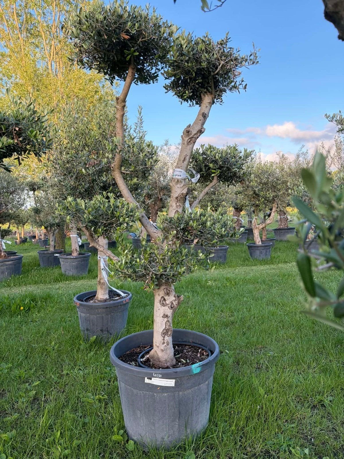 ‼️olijfbomen olea europaea plato aan promoprijzen ‼️, Ophalen