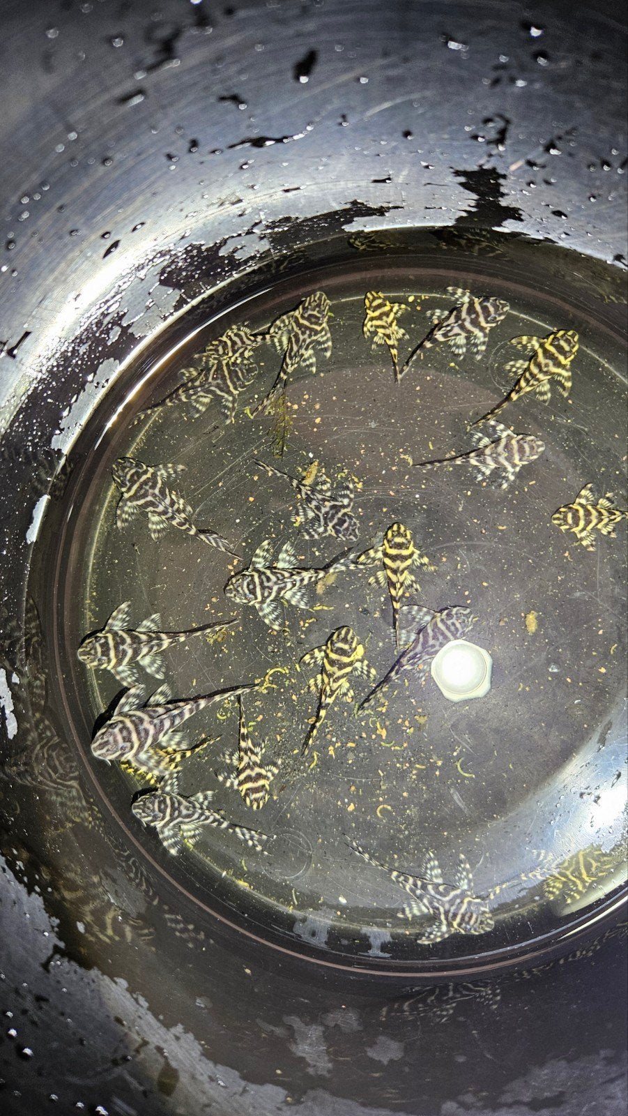 L333, King Tiger Pleco, Hypancistrus white en goede lijnen, Vis, Zoetwatervis