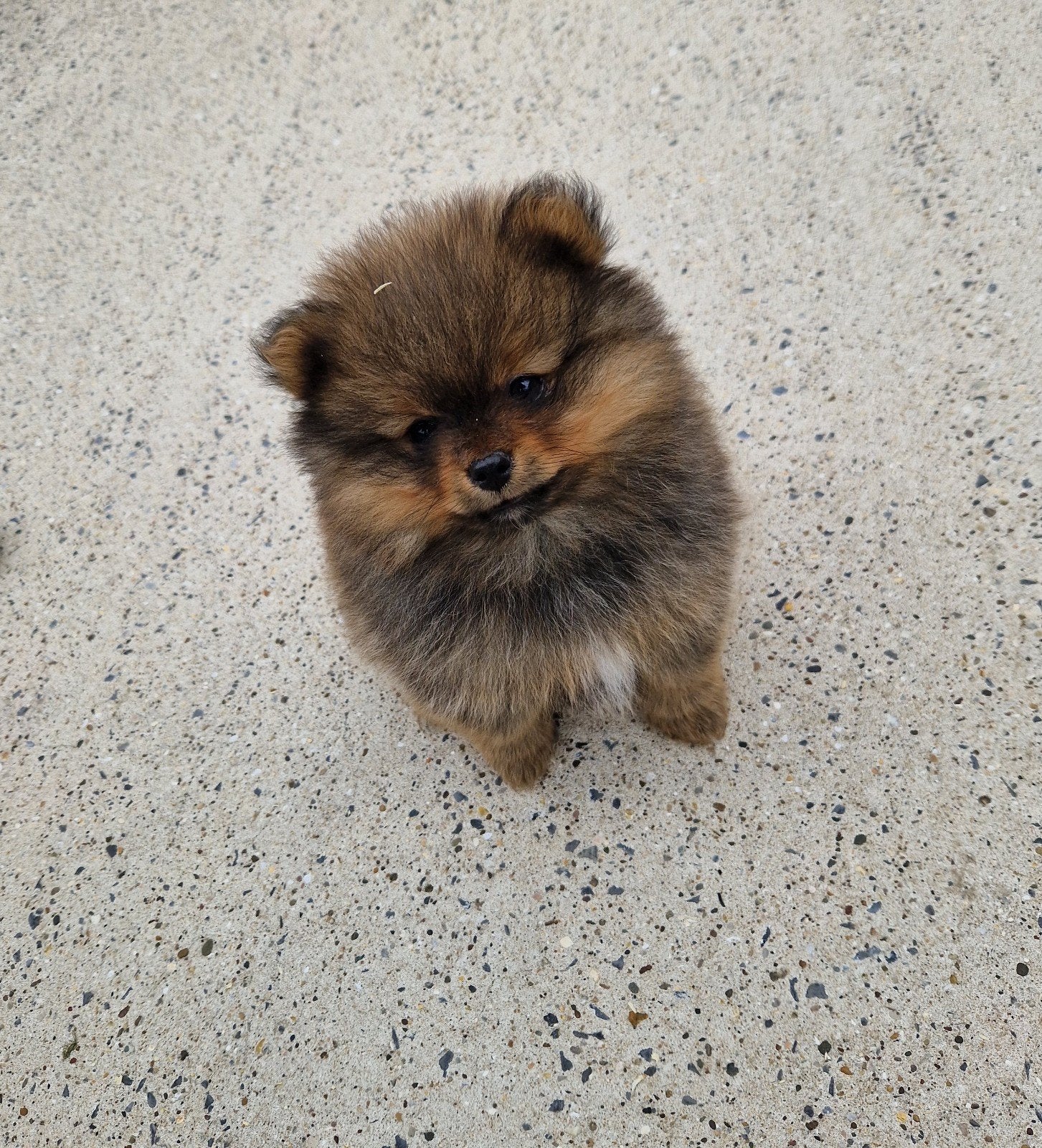 Dwergkees pomeranian pomeriaan pups, Dieren en Toebehoren, Parvo, België, Fokker | Hobbymatig, Keeshond