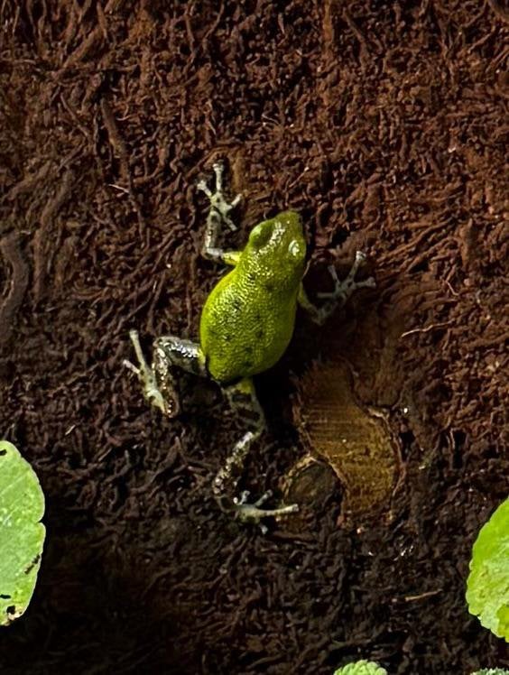 Oophaga pumilio punta laurent man