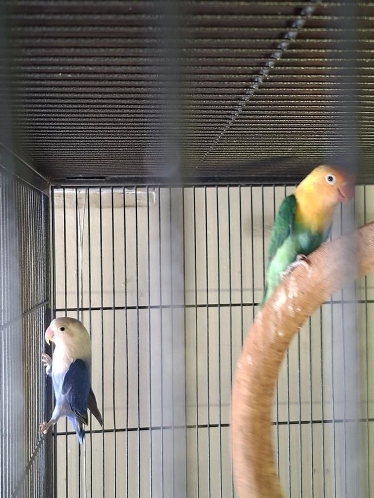 Fischeri agapornis, Dieren en Toebehoren, Vogels | Parkieten en Papegaaien, Meerdere dieren, Dwergpapegaai of Agapornis