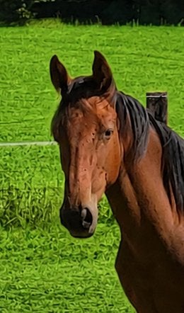 jaarling, Dieren en Toebehoren, Hengst, Met stamboom, 0 tot 2 jaar