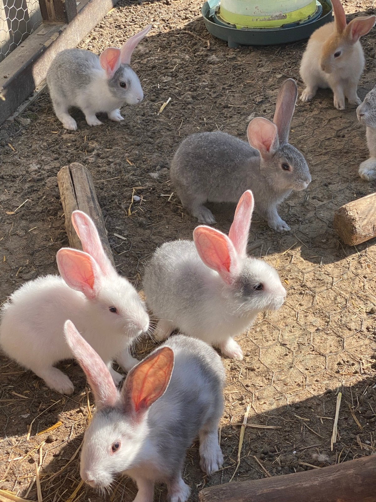 Vlaamse reus, Dieren en Toebehoren, Konijnen, Meerdere dieren, Groot, 0 tot 2 jaar