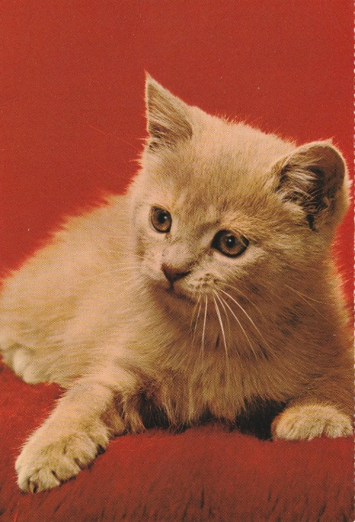 MOOI  KATJE, Ophalen of Verzenden, Ongelopen, Hond of Kat