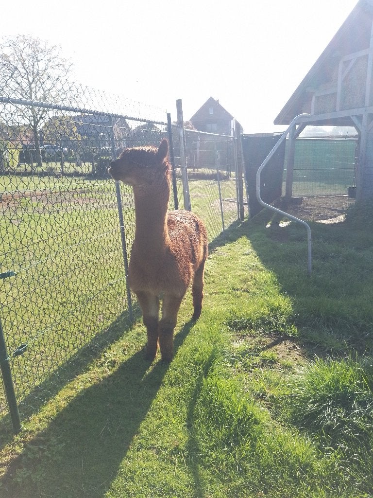alpaca, Dieren en Toebehoren, Mannelijk