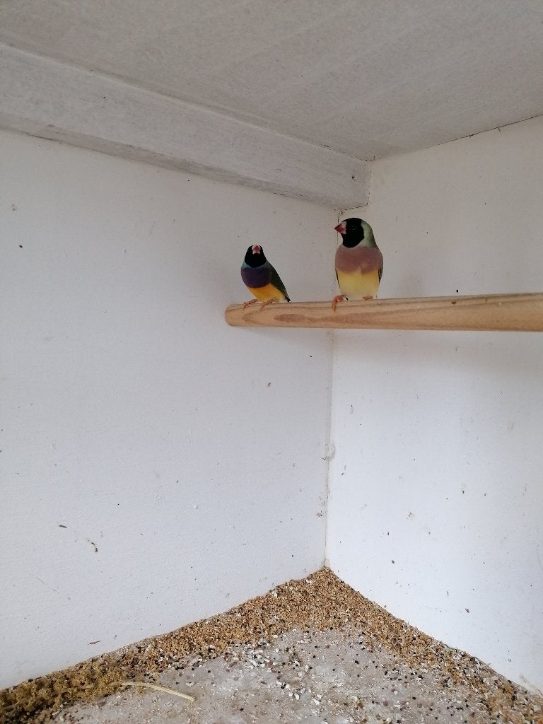 Gouldamadine koppel, Dieren en Toebehoren, Vogels | Overige Vogels, Meerdere dieren, Tropenvogel