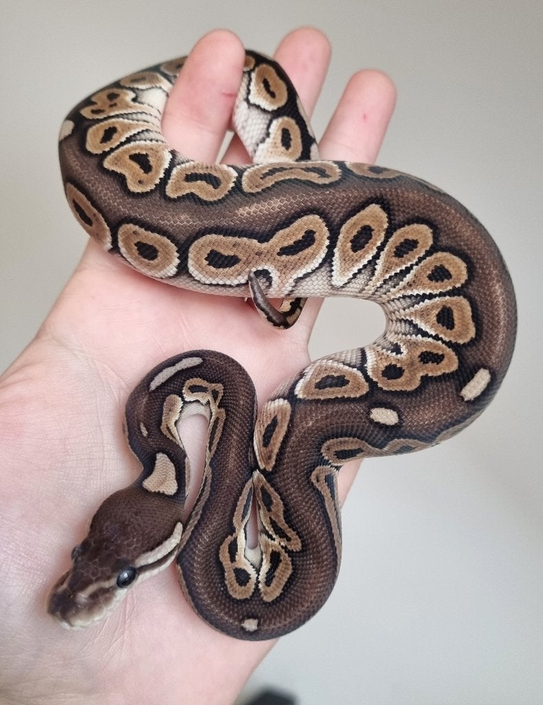 0.1 black pastel special het clown koningspython, Dieren en Toebehoren