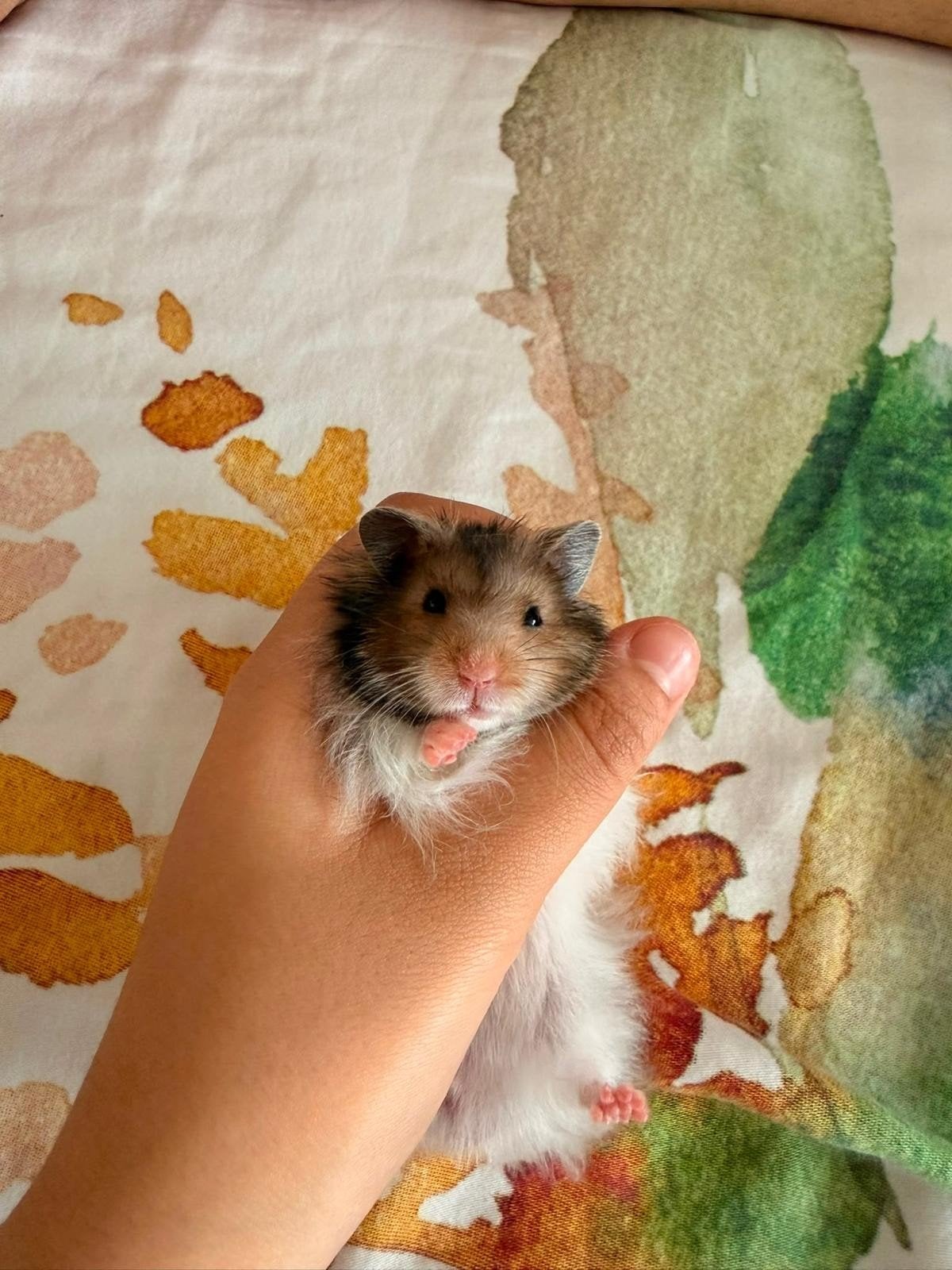 Langharige Syrische goudhamster, Dieren en Toebehoren, Hamster, Mannelijk, Mei, Tam